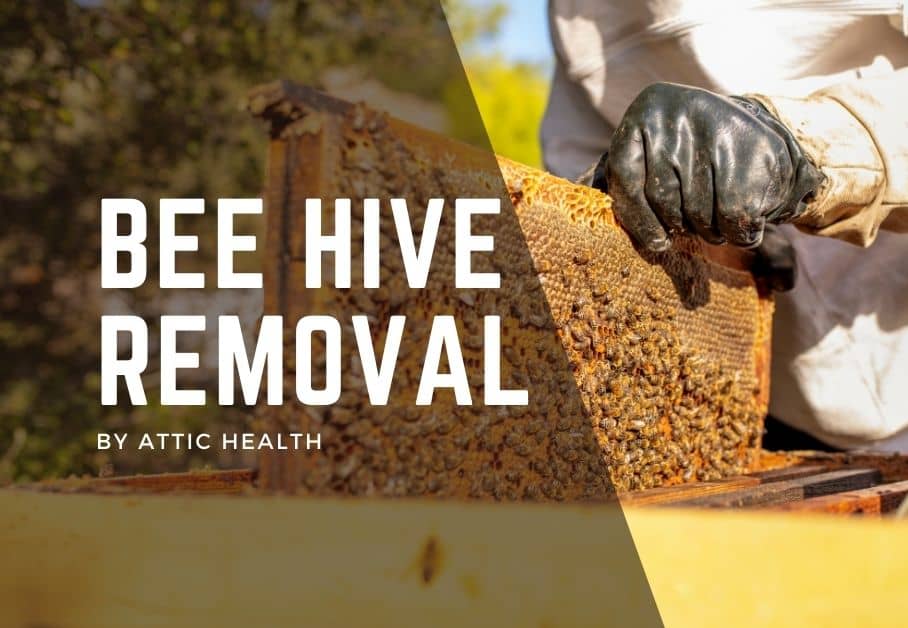 "Bee Hive Removal" in image a gloved hand removes bee hive colony from the home hive.